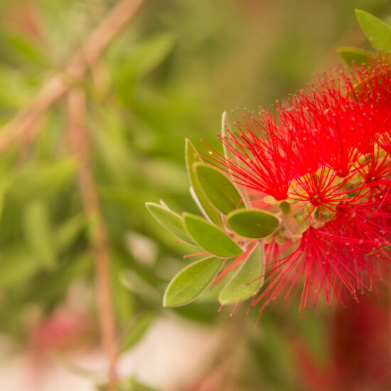 https://www.magnific.com/free-photo/beautiful-interesting-bright-red-bottlebrush-callistemon-tree-flowers-blooms_1190101.htm#fromView=keyword&page=2&position=0&uuid=87bc3e6b-e241-4e36-b9ca-5d633ef24b17&track=ais_hybrid&query=Australian+native+flowers