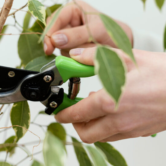 https://www.magnific.com/free-photo/close-up-hands-cutting-plant_12144505.htm#fromView=search&page=1&position=15&uuid=5438a22a-8d4b-4d25-8039-93b5863a4a47&track=ais_hybrid&query=free+plant+grafting+images